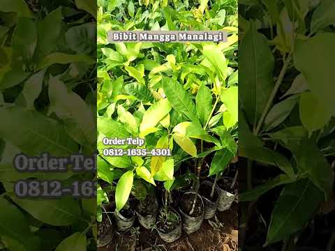 Segera Order Bibit Mangga Manalagi Unggul