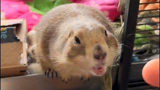 Prairie Dogs Poppy & Paxton BIG WAHOO Compilation