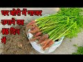 दिसम्बर-जनवरी मे गाजर लगाए गमले मे / SEEDS TO HARVEST / How To Grow Carrots at Home / Growing Carrot