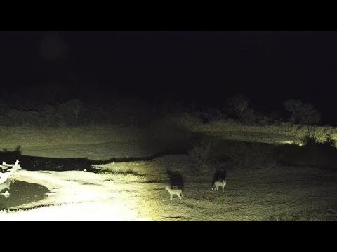 camera iphone 8 plus apk Djuma: Two Side-striped Jackals come to pan - 03:48 - 08/06/19
