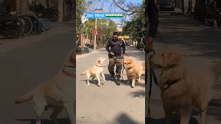 morning walk golden retriever labrador retriever #dog #dogtraining #labrador #goldenretriever