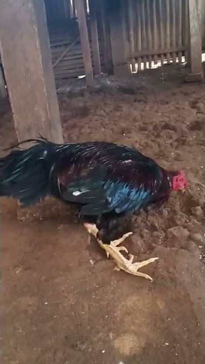 pacek andalan di kandang pak lasimin