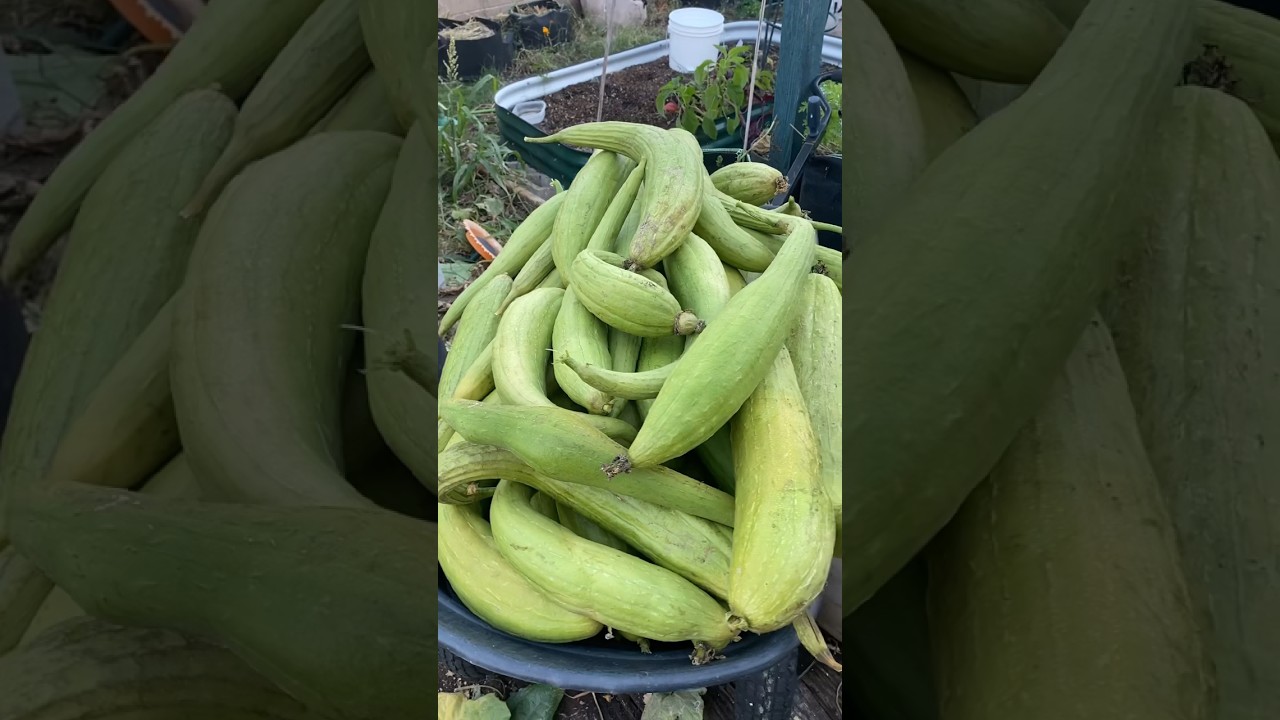 Grow your own sponges 