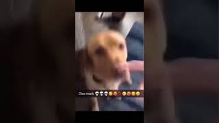 diss track #memes #viral #shorts #dog #dogs #rap #diss #disstrack