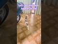 You won’t believe that🐈is so obedient #cat #cutepet #cutecat  #shorts #shortsvideo