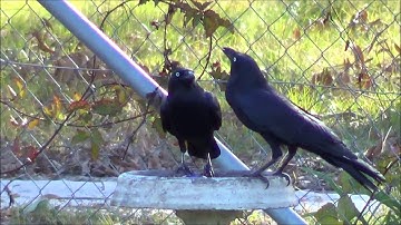 2013 Video Diary. DAY TWO HUNDRED AND THIRTY-SEVEN. 25th August, 2013