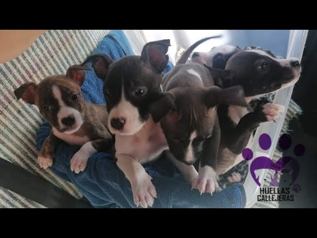Cachorros Adopción HC - ¡Adopta una Sonrisa! - YouTube