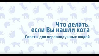 Что делать если нашел бездомного кота или кошку на улице? Что делать если нашел бездомного кота или кошку на улице?