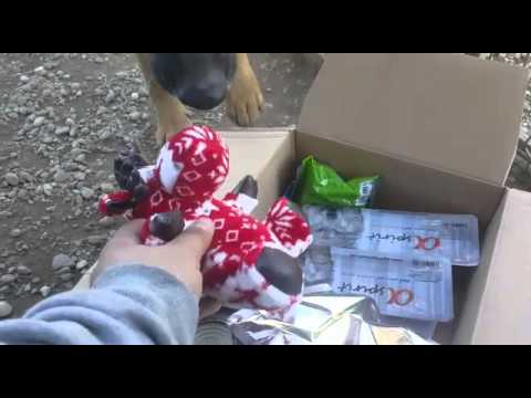 Booboo getting christmas gifts 1 stray dogs article