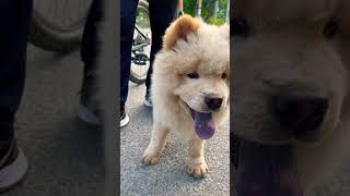 Chow chow puppy || 5 months old || #chowchow #chowchowpuppies #skilledk9