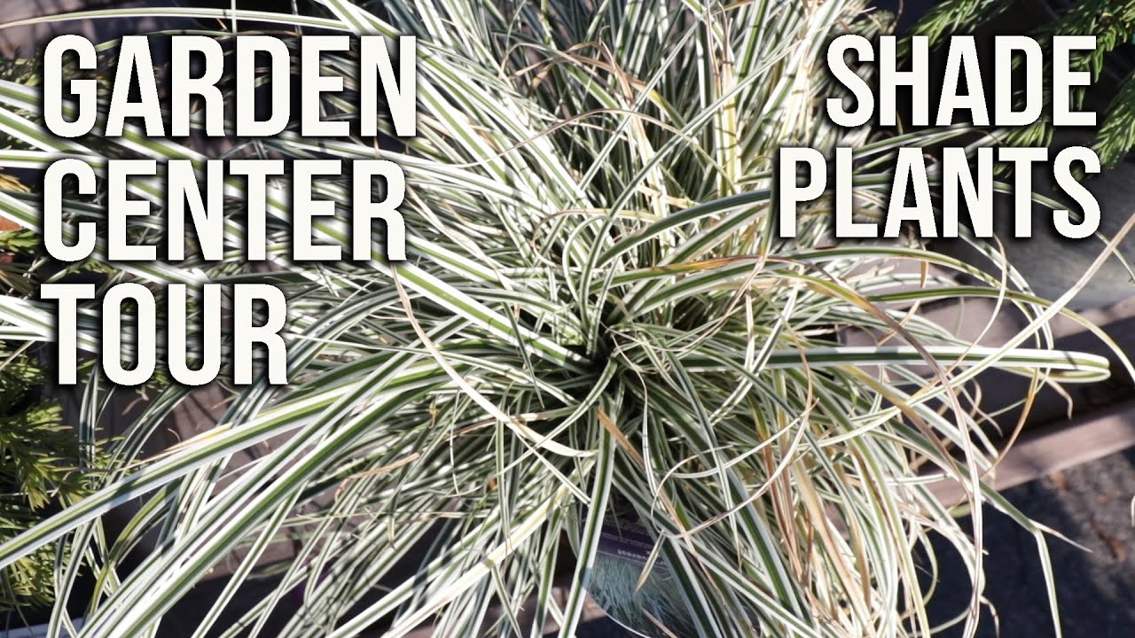 Garden Center Tour Shade Plant Tour Youtube