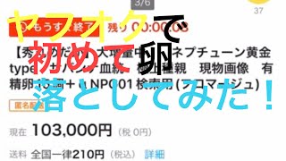 ★東京烏骨鶏有精卵8個＋保証4個付き5500円★送料無料～★落札後生みたての卵を