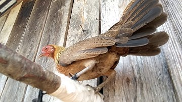 Saib poj qaib thiab me nyuam qaib dib  hnub 2/4/2019