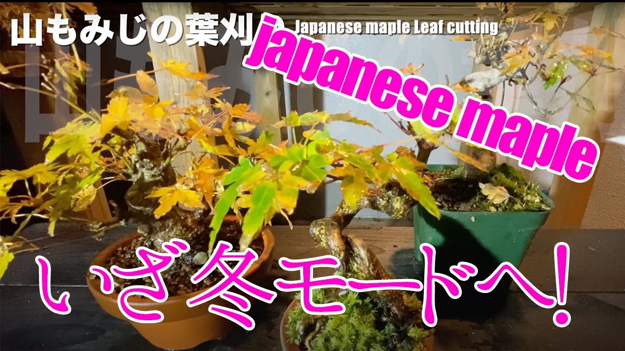 1912 山もみじの葉刈りと軽い剪定 Youtube