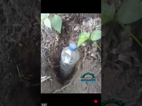 Cara Mengambil Air Bonggol Pisang Agar Dapat Banyak Youtube