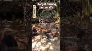Kalau dengan cara ini berhasil teruskan || mikat Burung Bubut, dudut, lontrok #shorts #burungbubut