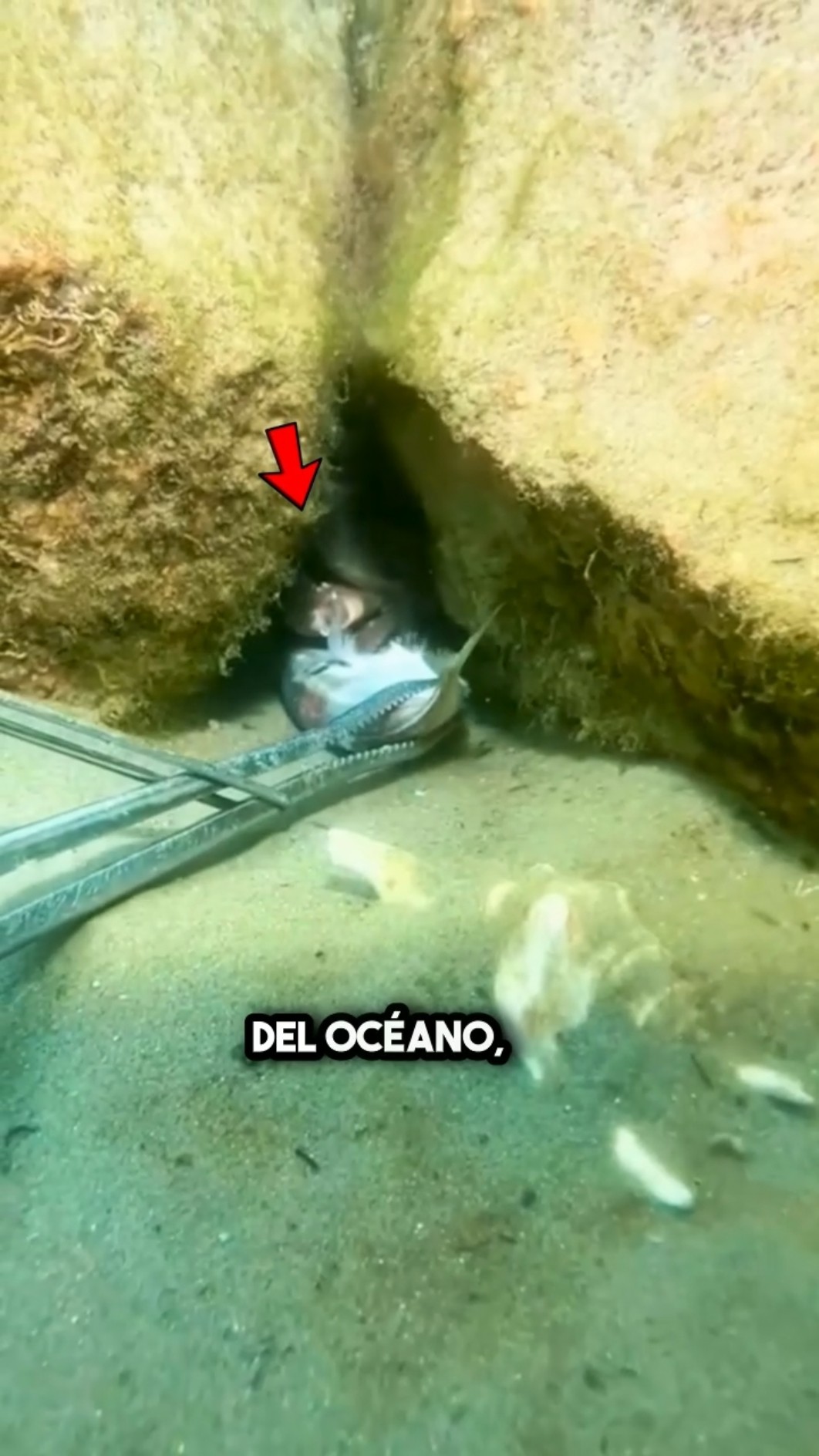 Lo que hizo este cangrejo por amor te dejará sin palabras… ??