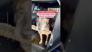Letzter Funkspruch! Polizeihund Nike geht in Rente!