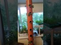 Выращивание клубники дома