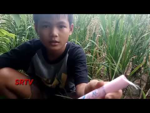 Bom lubang tikus di pematang sawah Bom lubang tikus di pematang sawah