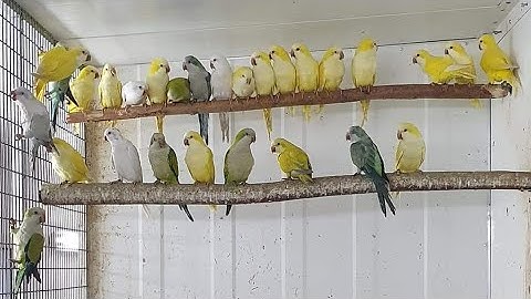 Different mutations of monk parrot....