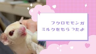 【フクロモモンガ】ミルクをもらったよ