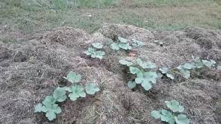 Ruth Stout Gardening Method with Grass Clippings