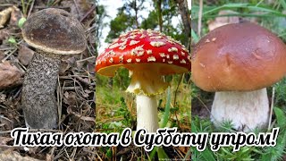 Тихая охота в Субботу утром, закрытие сезона!
