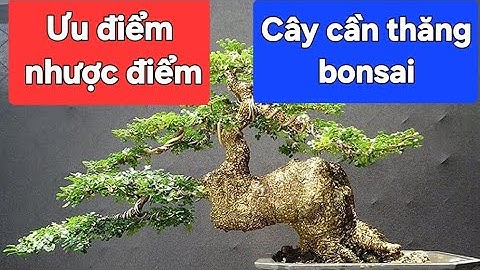 Ưu và nhược điểm cây cần thăng bonsai