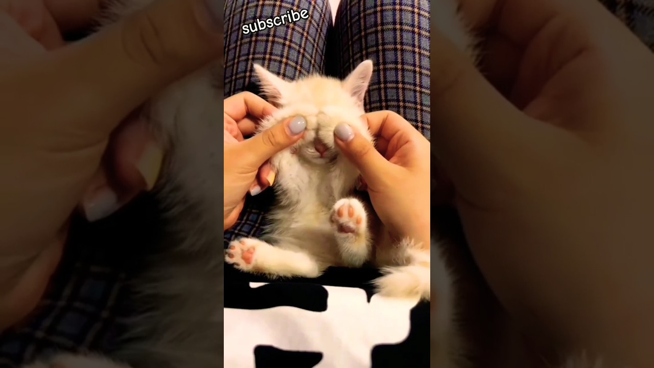 pretty kitty😽♥️