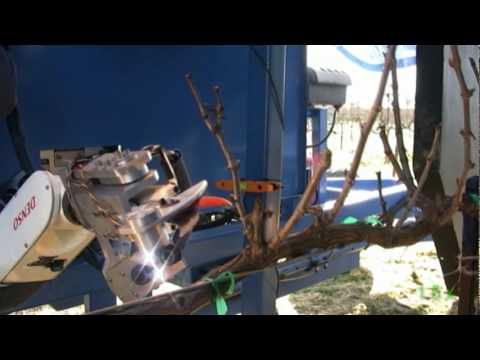 Tree pruning robotic