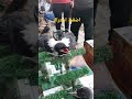 غراب ابيض واسود السعر داخل المقطع سوق الغزل يوم الجمعه ٢٠٢٢ ٤ ١٥