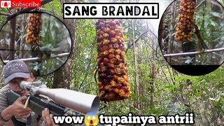 Berburu Tupai Dengan Cara Dikasih Umpan