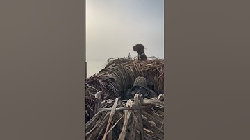 #pudelpointer #navhda #birddog #doglife