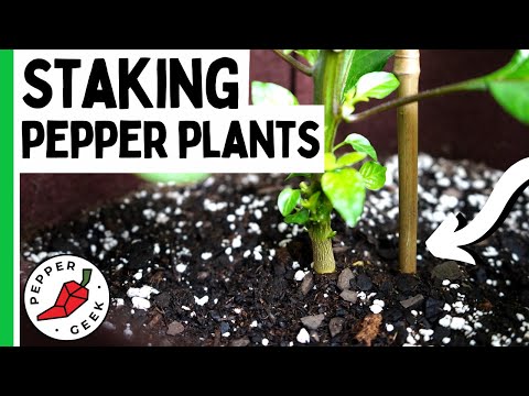 वीडियो: जलापीनो के पौधों को दांव पर लगाना चाहिए?
