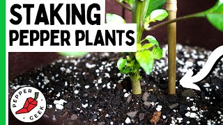 Подвешивание растений перца — как поддержать перец — Pepper Geek