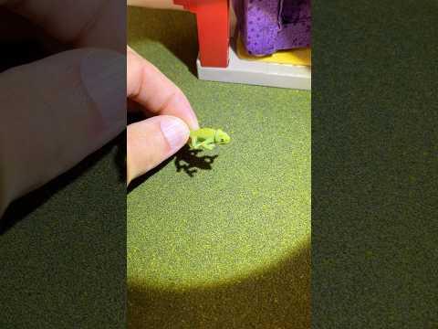 Chameleonaire video