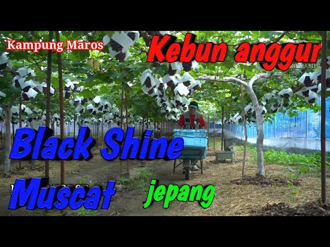 Video: Kebun Anggur Jepang