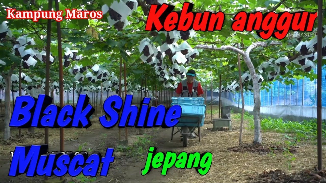 Begini proses pemangkasan hingga panen kebun anggur BLACK SHINE MUSCAT di jepang