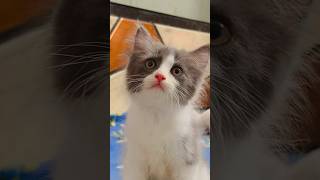 😻 Meow magic in action!यह बिल्ली आपका दिल चुरा लेगी ❤️#catshorts #meow #cutecat #vir#viral #😝😝😝😝😝😝😝😝