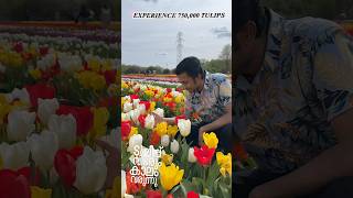 ഏഴര ലകഷ ടയലപ പകകൾ ഒരമചച പതത കയചചUk ഉളളവർ കണടരകകണട സഥല Tulips Fields