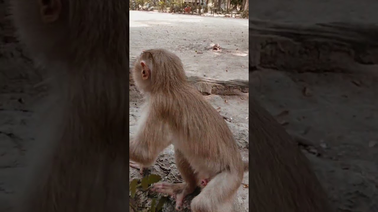 It's adorable pigtail monkey 🙉