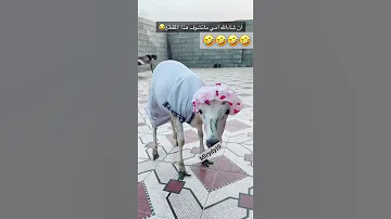 رهف القحطاني مشاهدات اليوتيوب اصوات ضحك ضحك فله وناسه طقطقه مقاطع مضحكه استهبال الرياض ممتعه فصل 