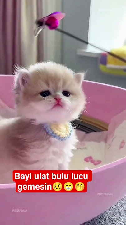 🥴😁🤭bayi ulat bulu ‼️#cat #cutecat #catlovers #kitten #funnycats #kucing #kucinglucu