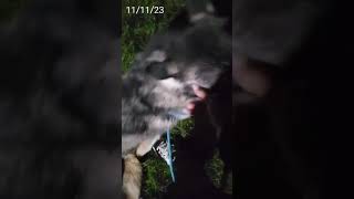 Abandoned Between Four Small Walls, Poor Pup Loses Hope Of A Pain-Free Future