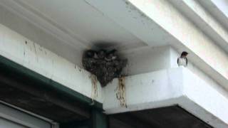 baby swallow.AVI