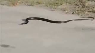 Danger noodle