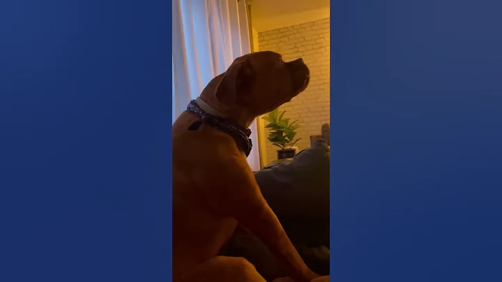 Dramatic Dog Howl || ViralHog - DayDayNews