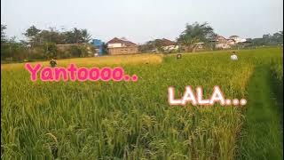 tingki..wingki..dipsi..lala..yanto..