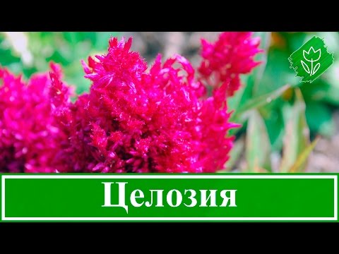 Видео: Celosia Paniculata (39 снимки): описание на целозия перисто, правила за отглеждане на едногодишни от семена, особено засаждане и грижи за цветя